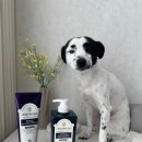 도그온리 이미지