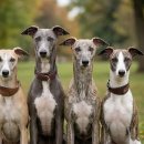 휘핏 | 휘핏의 특장점과 옷을 입혀줘야 하는 이유, 함께 지내며 느낀 솔직한 후기