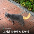 야옹이 꼬리 이미지