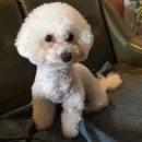 살롱드 댕댕 이미지