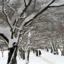 Winter Metasequoia Tunnel.. 이미지