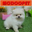 화이트포메라니안 이미지