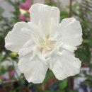 미묘;花