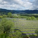 2025년 친환경유기인증 블루베리 예약을 시작합니다.. 이미지