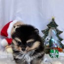 프리펫 강아지분양 고양이분양 천안본점 이미지