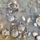 해안서로 | 강화 석모도 민머루 해수욕장 아이와 갯벌체험&amp;캠핑(+방사능이슈)