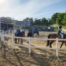 당진 승마장 이미지