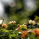 나비야놀자 이미지