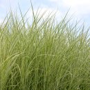 무늬억새 (Variegated Silver Grass) 이미지