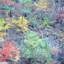 주왕산주산지민박 이미지