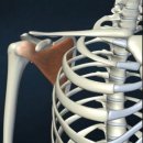 부부짐 휘트니스 이미지