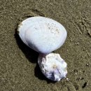 춘장대 | 서천 춘장대 + 일상 기록!