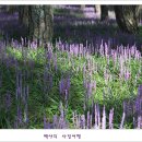 상오리 이미지