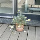 [성남] 백현동 감성카페 세로브, 분위기 좋은 디저트맛집 내돈내산 후기