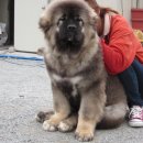 토실이네 이미지