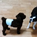 이레네 강아지 이미지