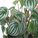 GS25장유관동점 이미지