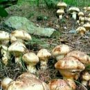 영진 자연건강 이미지