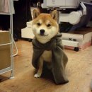 옆집강아지 이미지