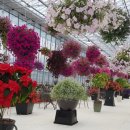 힐링플라워 이미지