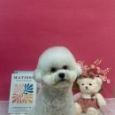 댕댕뷰티 이미지