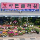 샤론플라워