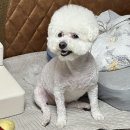 트레밍MM 이미지