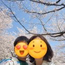 벚나무길 | 서울숲 벚꽃 2026.04.05 서울숲은 공사중 주차방법