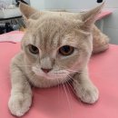 [경북/안동]고양이 성향맞춤 무마취 미용 캣블링_율무/ 처음부터 끝까지 골골송이었던 미용 후기