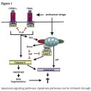 Re:Re:Extrinsic versus intrinsic apoptosis pathways in anticancer chemotherapy 이미지