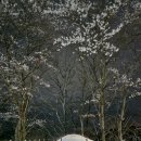 옥화자연휴양림 | 청주 옥화 자연휴양림 야영장 데크 2번 후기