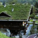 초록지붕 이미지