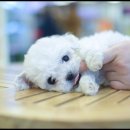 더독스 강아지분양 서울 이미지