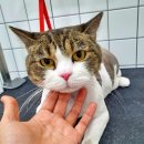 야옹아 멍멍해봐 탕정점 이미지