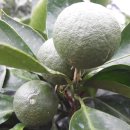 시전농장 이미지