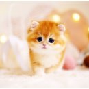 강남고양이분양 호야캣 이미지