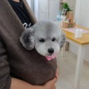 쁘띠애견미용실 이미지