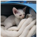 버디독 고양이분양 강아지분양 안심분양센터 인천점 이미지