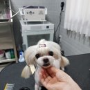 펫살롱케이 이미지