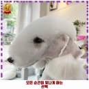 상현3동 | 상현3동 애견카페 하니펫살롱 후기 좋았던 곳 추천되는 이유는 가격과 리뷰가 좋기 때문이죠