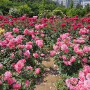 장미공인중개사사무소 이미지