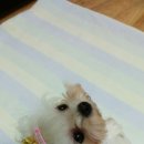 강아지산책 이미지