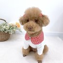 레드멍멍