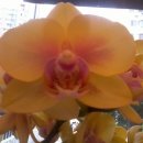 파리바게트 콜롬버스 이미지