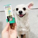 밝은영양제