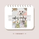 이뮤노팜 | 강아지 면역력 영양제 이뮤노벳 3주차 후기˚ෆ*₊ 강아지 피부문제, 면역력 문제 이뮤노벳으로 해결!