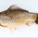 대물낚시 이미지