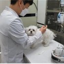 더펫동물병원 이미지