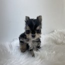 로얄독 강아지분양 화성동탄점 이미지