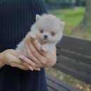 우리집 댕댕이 | 남동구폼스키분양 고민끝 행복시작 우리집 새 식구 이야기